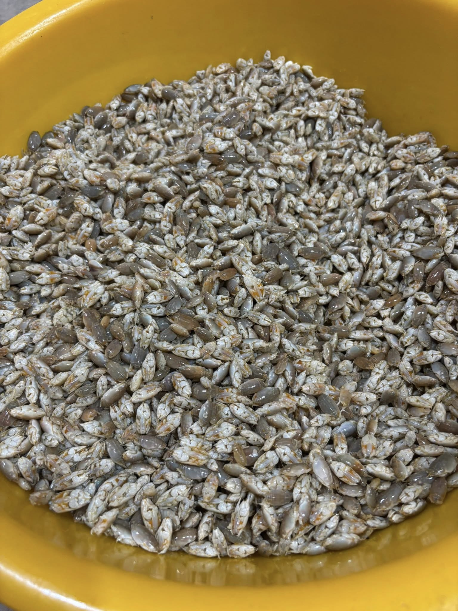 Đặc sản amp;#34;chỉ lùi không tiếnamp;#34; ở Phú Quốc, nhìn giống dế nhưng vị ngon như tôm - 2