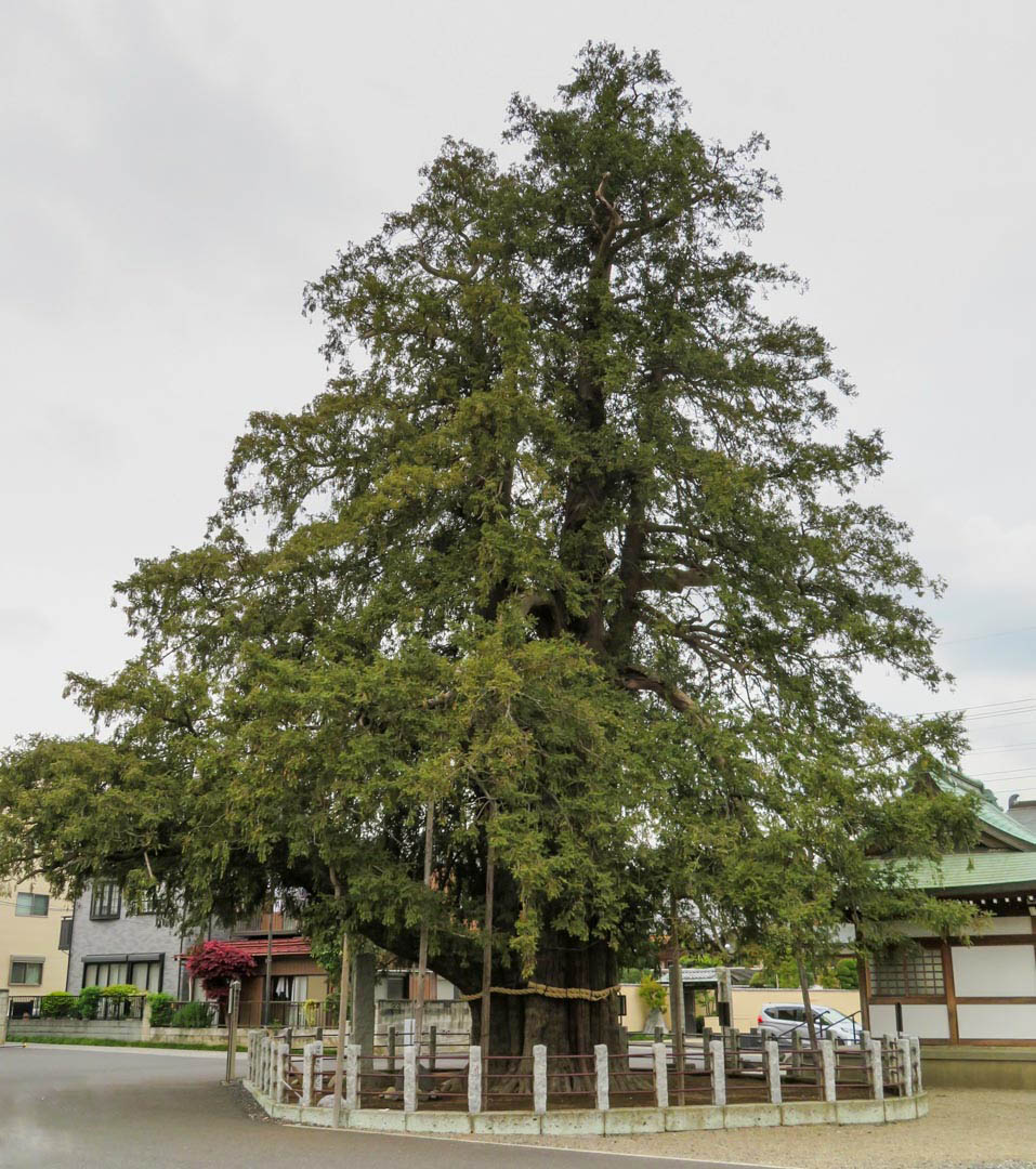 Người xưa dặn: Trồng cây phỉ trong sân, gia đình đầy tiền bạc. Ảnh minh họa conifers