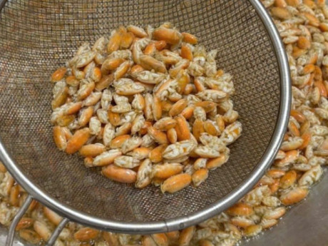 Đặc sản "chỉ lùi không tiến" ở Phú Quốc, nhìn giống dế nhưng vị ngon như tôm