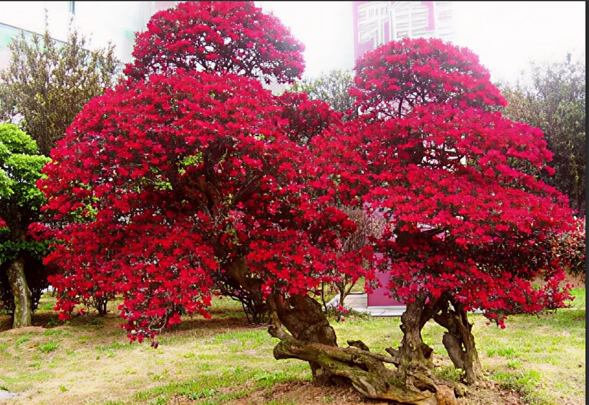 Sắc tím đỏ đặc trưng của cây hồng phụng giúp không gian trở nên nổi bật, vừa mang giá trị thẩm mỹ vừa hàm chứa ý nghĩa cát tường.