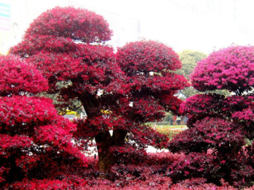 Loài cây nở như pháo hoa, sắc đỏ tím mang ý nghĩa sinh sôi, thịnh vượng