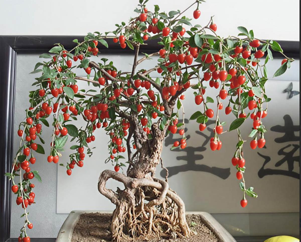 Bonsai cây kỳ tử với dáng uốn mềm mại, điểm xuyết những chùm quả đỏ cam nổi bật như những viên ngọc nhỏ. Ảnh: Jingyan