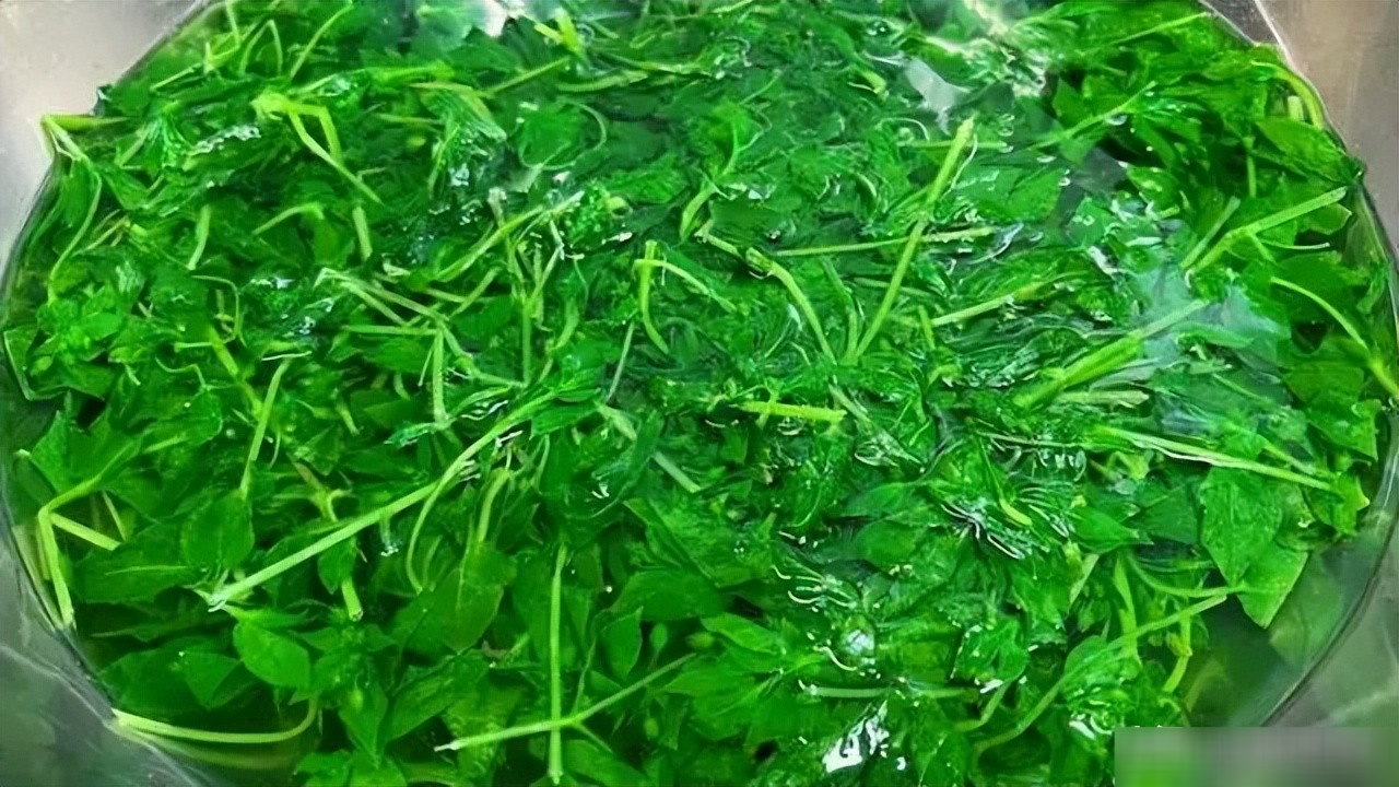 Loại rau dại được mệnh danh là amp;#34;cỏ làm sạch ruộtamp;#34;, thanh nhiệt, giải độc, trộn tỏi giòn ngọt, ngon miệng - 6