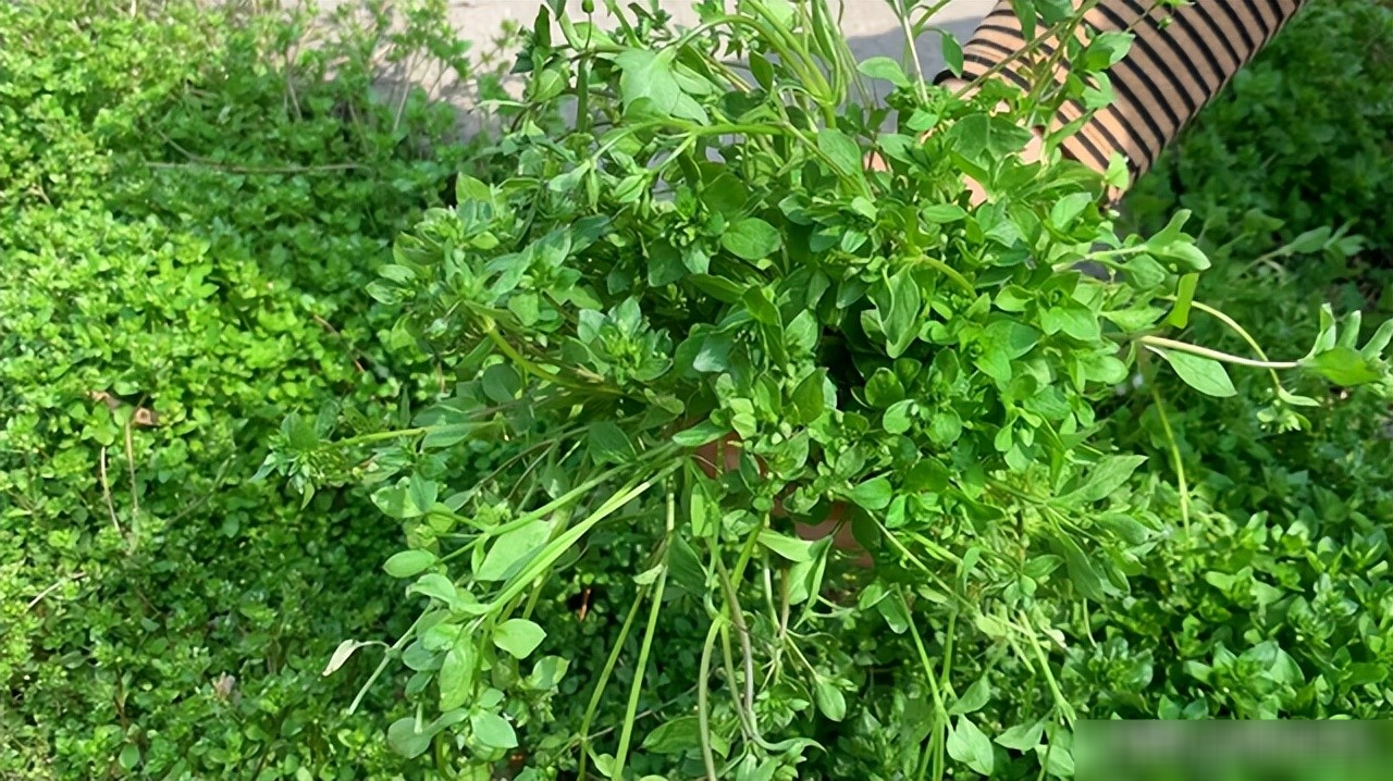 Loại rau dại được mệnh danh là amp;#34;cỏ làm sạch ruộtamp;#34;, thanh nhiệt, giải độc, trộn tỏi giòn ngọt, ngon miệng - 9