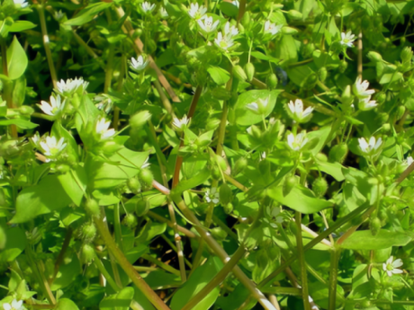 Loại rau dại được mệnh danh là "cỏ làm sạch ruột", thanh nhiệt, giải độc, trộn tỏi giòn ngọt, ngon miệng