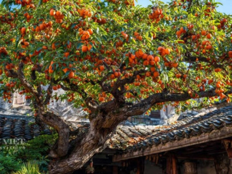 Người xưa dặn: Trồng 5 cây "thiên thần hộ mệnh" trong sân, gia đình thịnh vượng, nhiều thế hệ đón phước lành