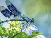 Eva tám - Tháng sinh Âm lịch của người phụ nữ đảm đang, nhiều phúc khí, nhà cửa dễ thịnh vượng