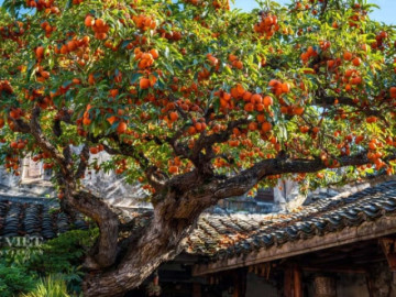 Người xưa dặn: Trồng 5 cây "thiên thần hộ mệnh" trong sân, gia đình thịnh vượng, nhiều thế hệ đón phước lành