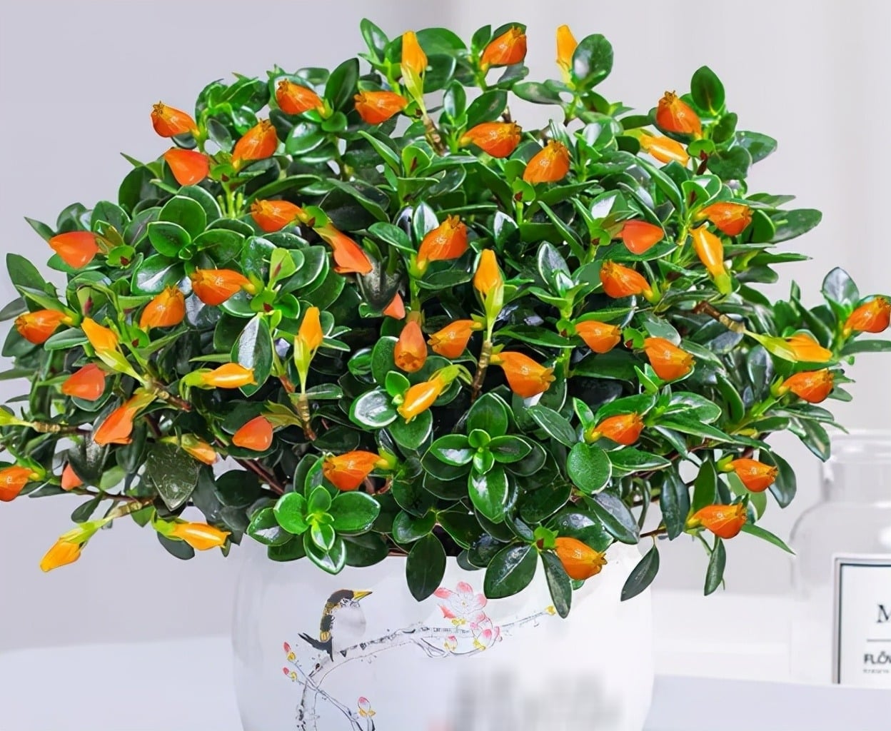 Cây cảnh ưa sáng