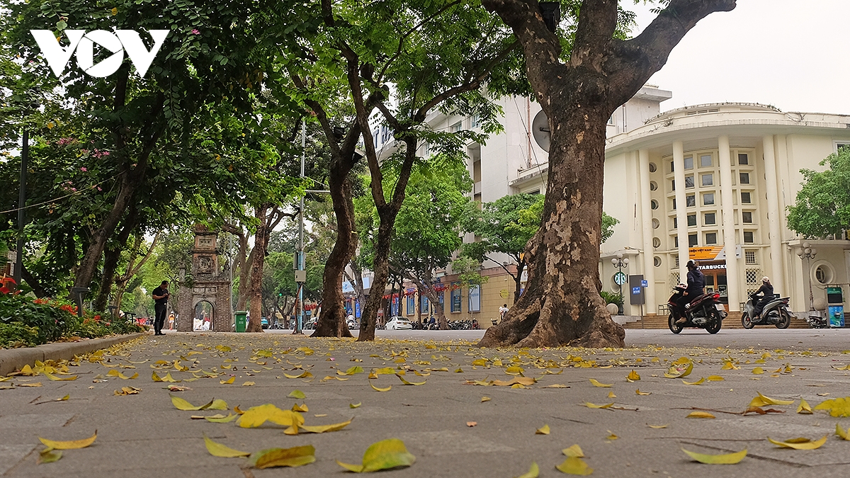 Hà Nội mùa sấu rụng lá, nhiều con phố phủ lên thảm lá vàng, người dân và du khách dừng lại chụp hình tạo nên một khung cảnh rất dịu dàng, nên thơ.