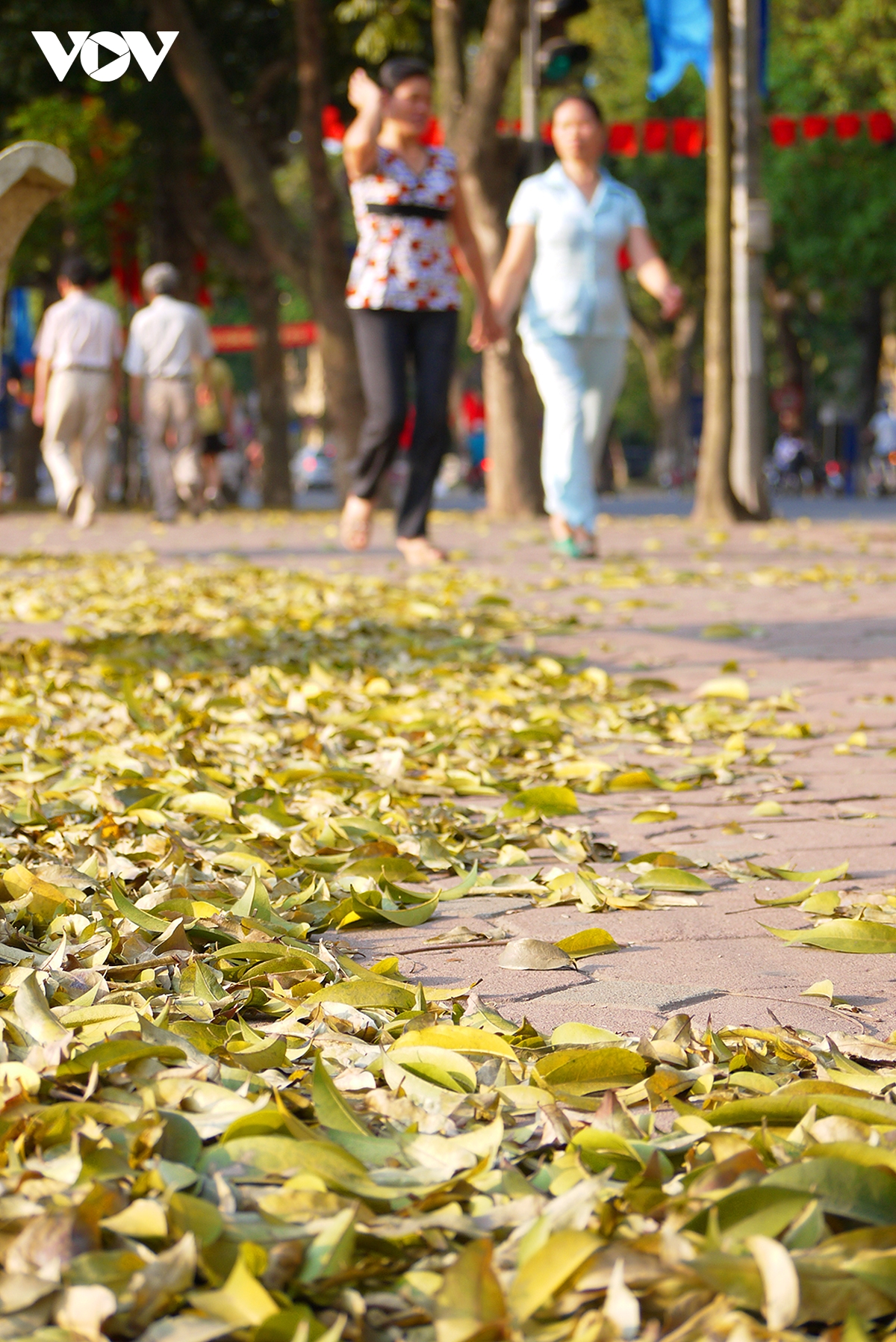 Nhiều người dân và du khách, nhiều nhất là những bạn trẻ rủ nhau xuống phố check-in mùa sấu rụng lá vào những ngày nắng đẹp.