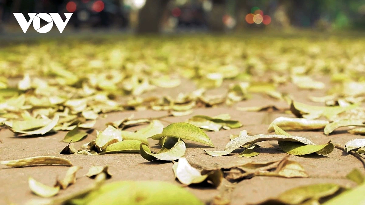 Thi thoảng, theo cơn gió lùa, từng đợt lá ào ào trút xuống, bay múa trên phố, tạo nên những khoảnh khắc lãng mạn nhẹ nhàng, rất riêng có của Hà Nội.