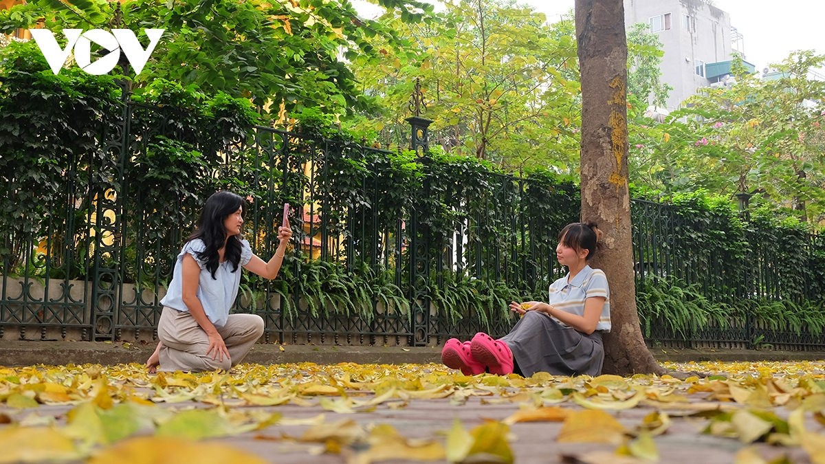 “Khi đi trên các con phố Hà Nội vào khoảng thời gian này không thể không lấy chiếc điện thoại ra quay, chụp lại những khoảnh khắc lá sấu rụng, hoặc đơn giản là để ngắm nhìn”, một bạn trẻ chia sẻ.