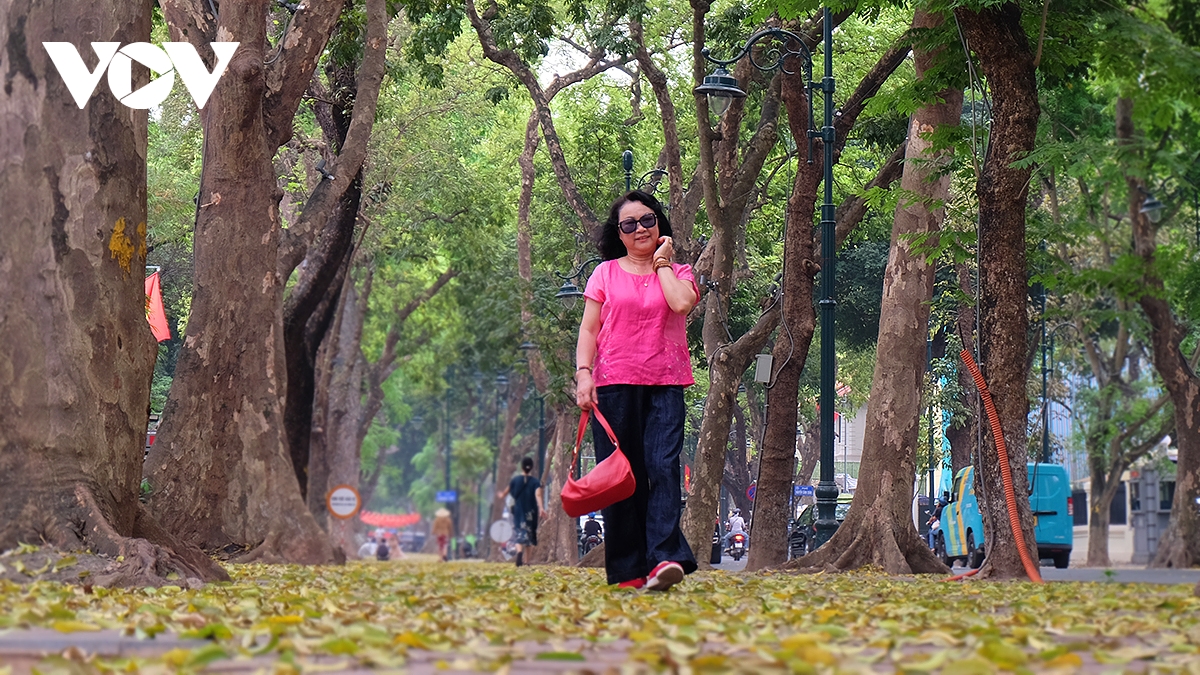 Nhiều người đi đường bắt gặp khoảnh khắc đẹp cũng dừng lại, dùng điện thoại ghi lại cho mình những khoảnh khắc đáng nhớ mùa sấu rụng lá.