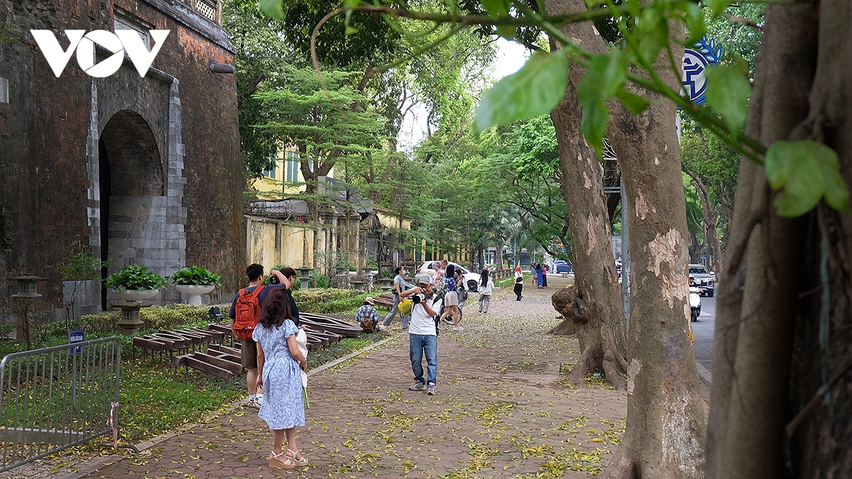 Những chiếc lá rơi nhuộm vàng cả một đoạn phố dài. Sắc vàng của thảm lá sấu rơi rụng đã tạo nên một nét đẹp lãng mạn, khiến ai từng chứng kiến cũng muốn dừng lại check-in vài khuôn hình lưu lại.