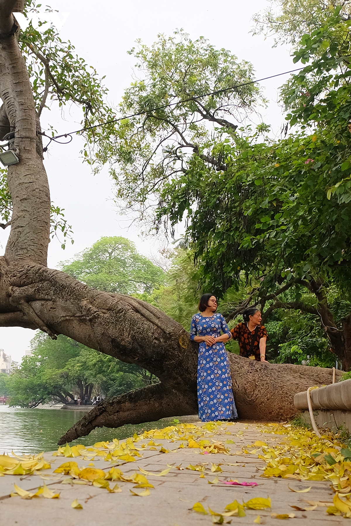 Bước chân ai qua, nghe tiếng lá xao xác tự tình, ngỡ như lạc vào một miền thơ lãng đãng, nơi thời gian ngừng trôi, chỉ còn lại một Hà Nội bình yên, đẹp một nét duyên thầm khiến lòng người xao xuyến. 