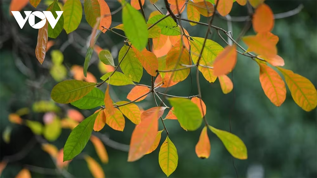 Phố Hà Nội đẹp dịu dàng mùa sấu rụng lá - 20