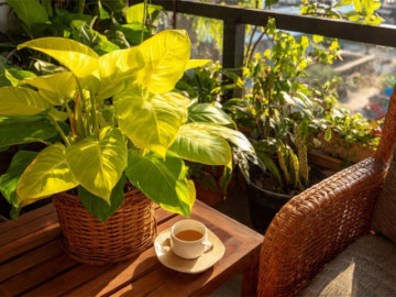 4 cây cảnh vàng, lấp lánh ánh kim, thu hút tài lộc, mang lại may mắn, thịnh vượng cho gia đình