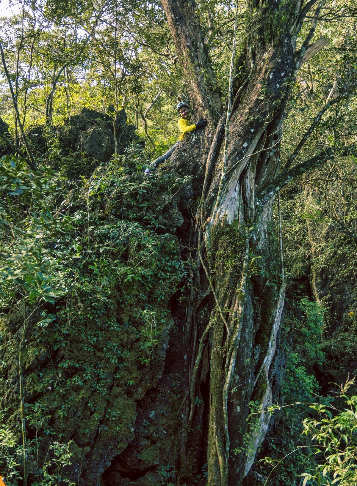 Rừng bách xanh đá cổ thụ hơn 500 năm tuổi, bám mình trên vách đá dựng đứng. Ảnh: Nguyễn Hải