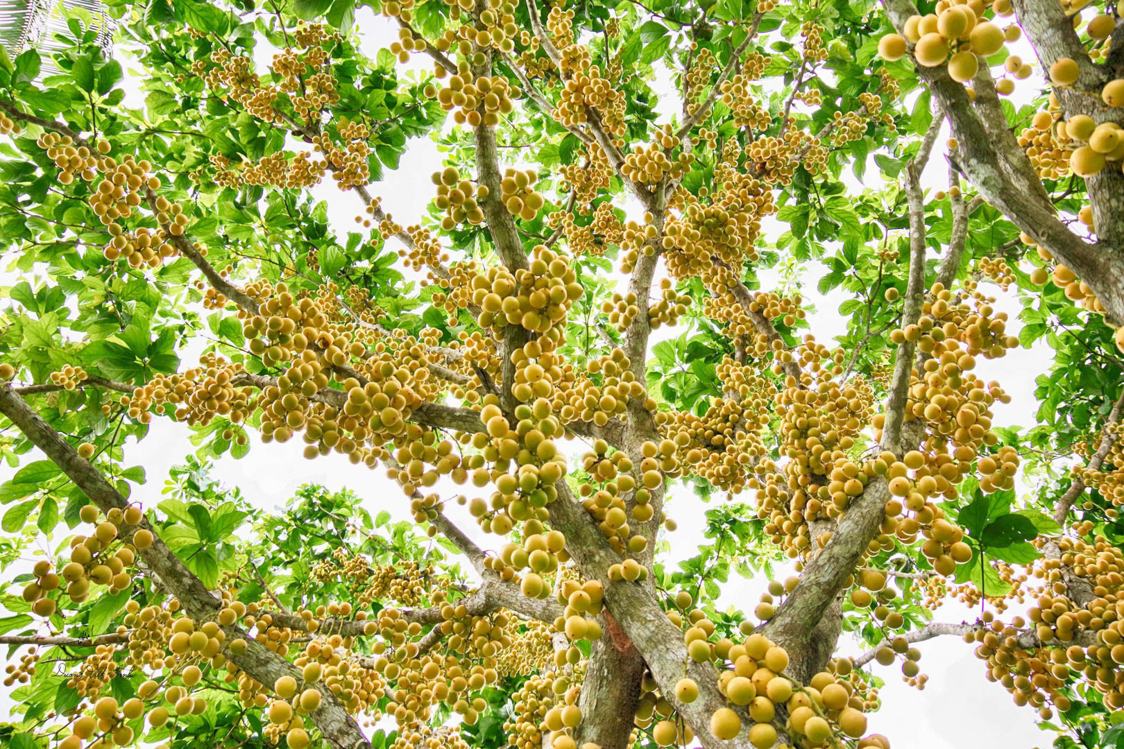 Núi Cấm là thủ phủ của dâu da. Ảnh: Dương Việt Anh