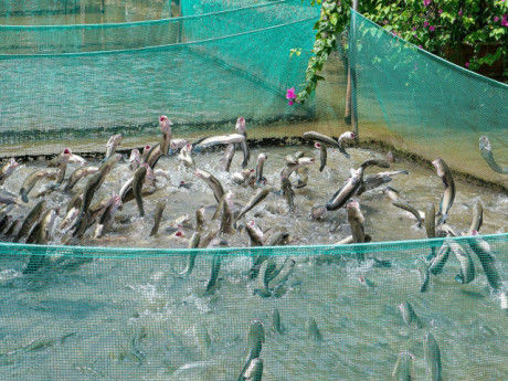 Địa điểm du lịch miền Nam dịp 30/4-1/5 đẹp, hái quả mọc chi chít, ăn hải sản rẻ