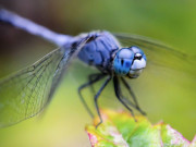 Eva tám - Tháng sinh Âm lịch tiết lộ đàn ông có phúc lớn: Cưới vợ càng sớm càng giàu, hậu vận viên mãn