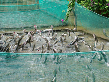 Địa điểm du lịch miền Nam dịp 30/4-1/5 đẹp, hái quả mọc chi chít, ăn hải sản rẻ