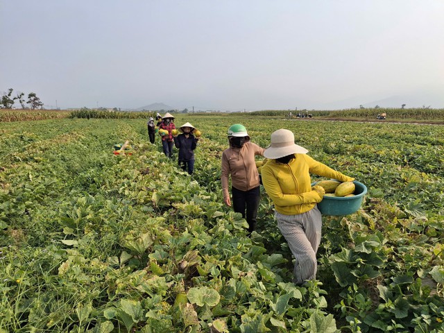 Người dân giúp gia đình chị Mong thu hoạch dưa.