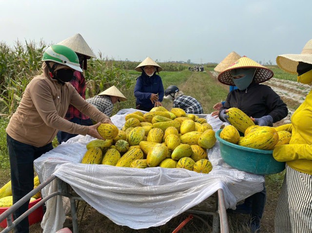 Dưa thu hái xong được đưa lên xe vận chuyển về nhà.