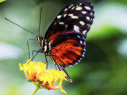 Eva tám - Sinh vào ngày Âm lịch này, sau 40 tuổi tiền bạc “tự tìm đến”, càng chăm chỉ càng giàu