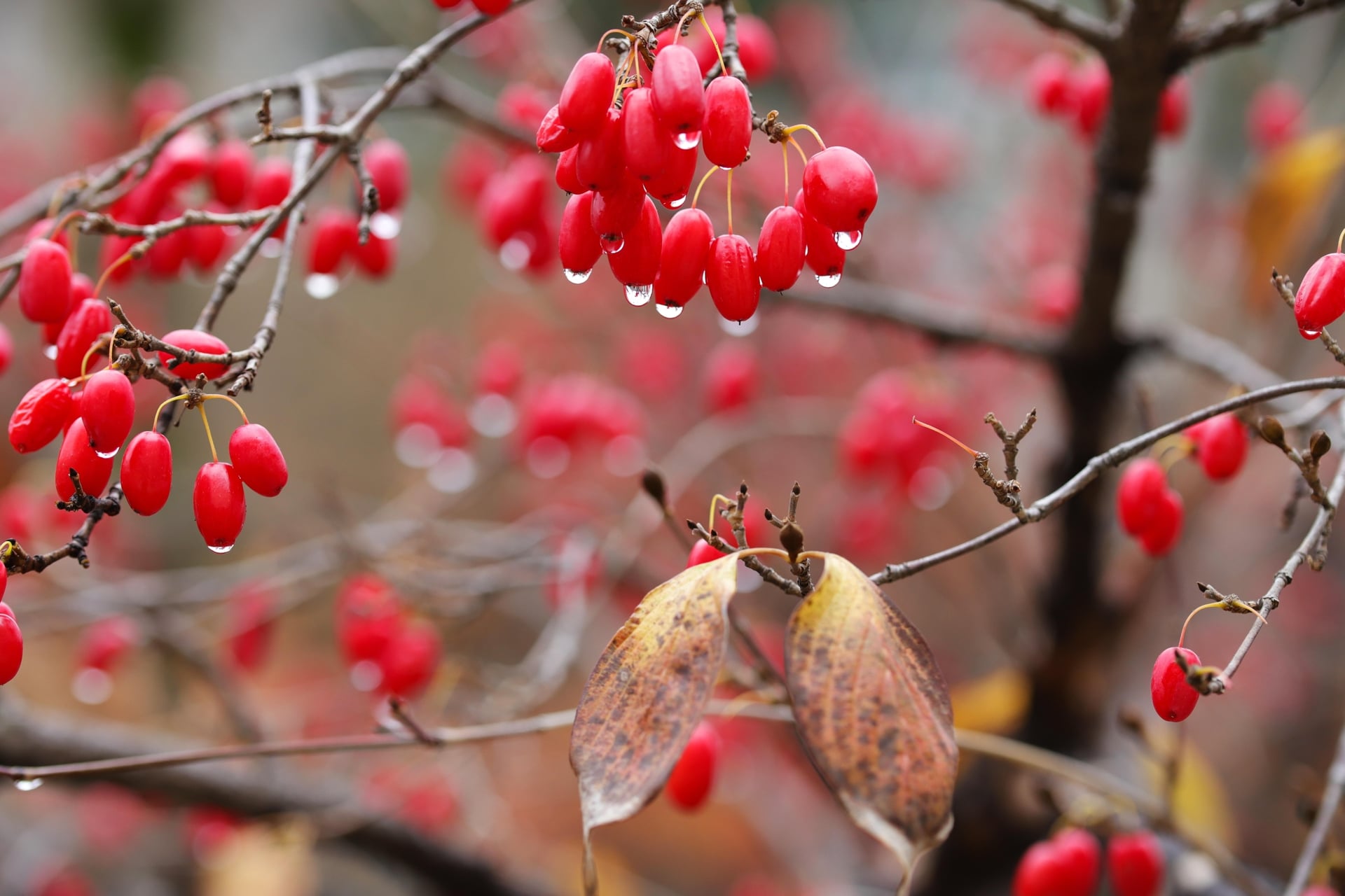Trong đông y, quả sơn thù du (táo nhục) dùng làm thuốc cường dương đại bổ. Ảnh minh họa Pixabay