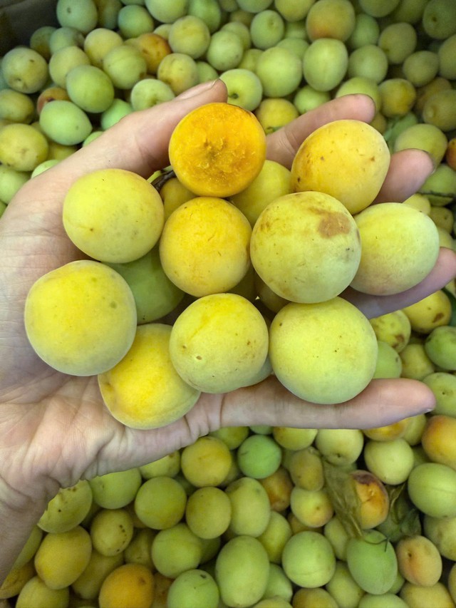 Mơ má đào Mộc Châu đang được nhiều người ưa chuộng. Ảnh PT