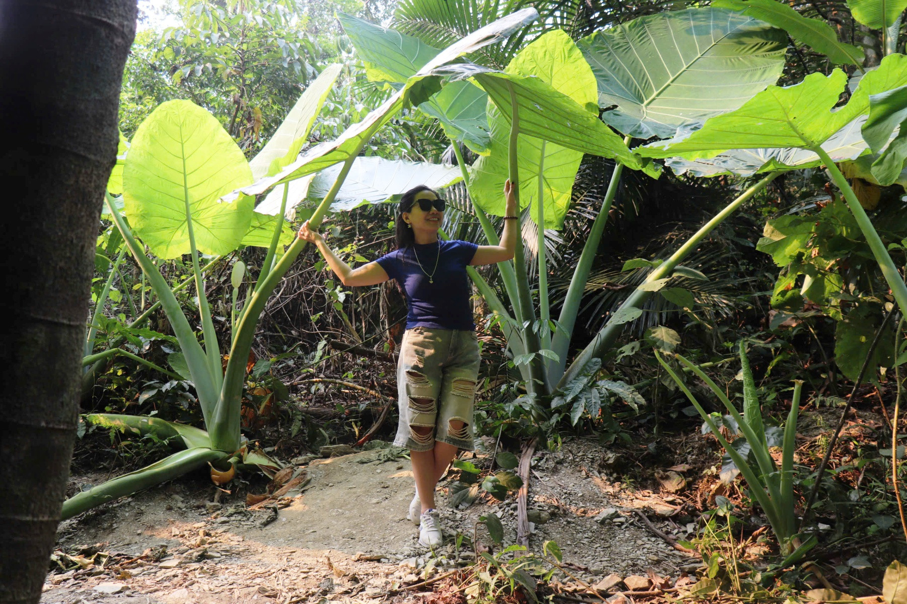 Ở Cúc Phương, những cây ráy rừng khổng lồ cũng đang khiến nhiều du khách thích thú, chụp ảnh cùng. Ảnh: Trần Nghị