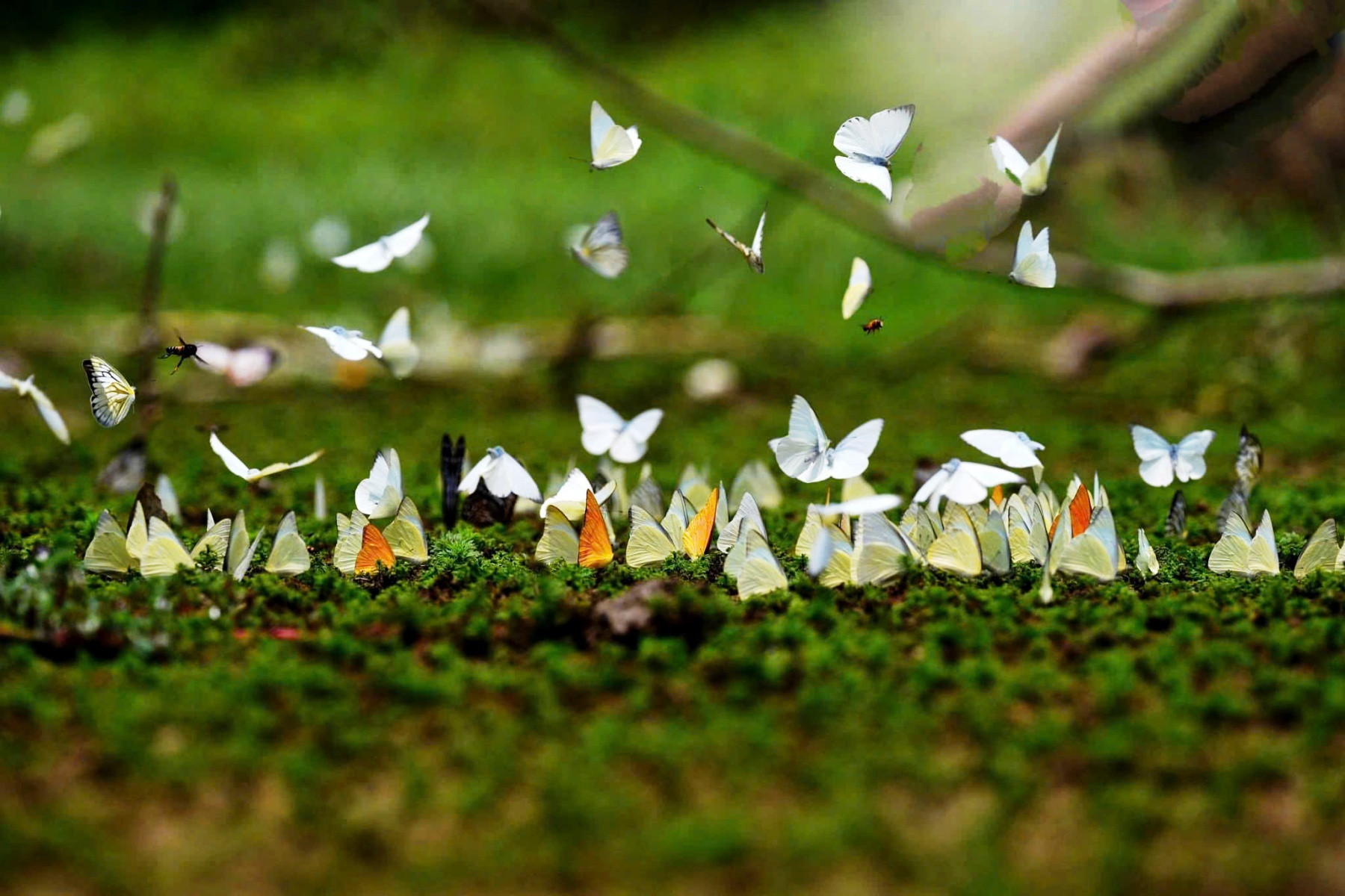 Mùa bướm rừng Cúc Phương năm nay đến sớm 2-3 tuần so với mọi năm. Ảnh: C.P