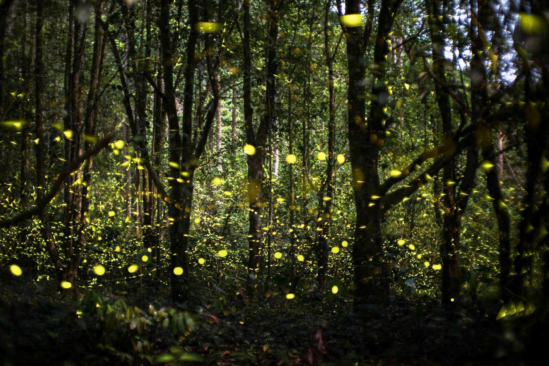 Về đêm ở Cúc Phương, đom đóm phát sáng lung linh, biến khu rừng thành dải ngân hà dưới tán cây. Ảnh: C.P