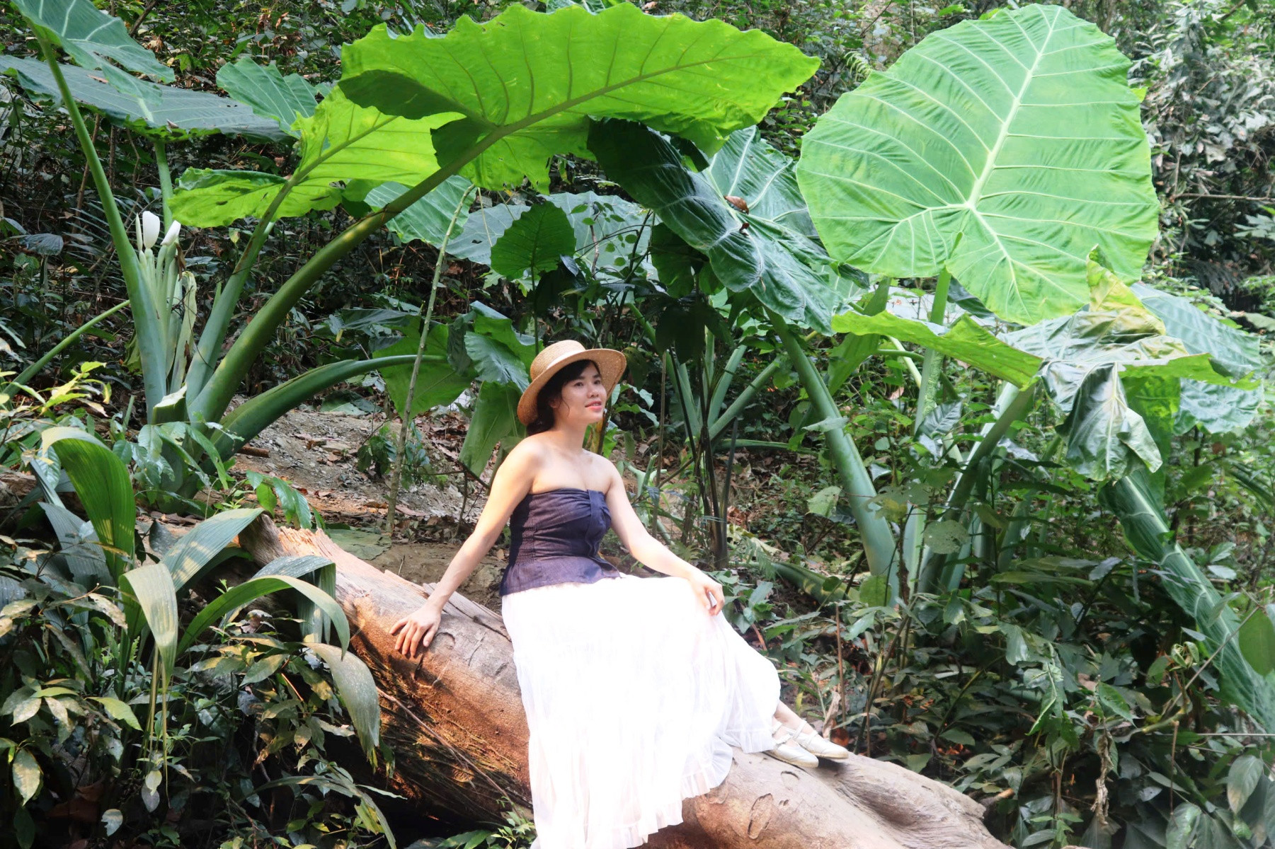 Rất nhiều du khách check-in cùng cây ráy khổng lồ. Ảnh: Trần Nghị