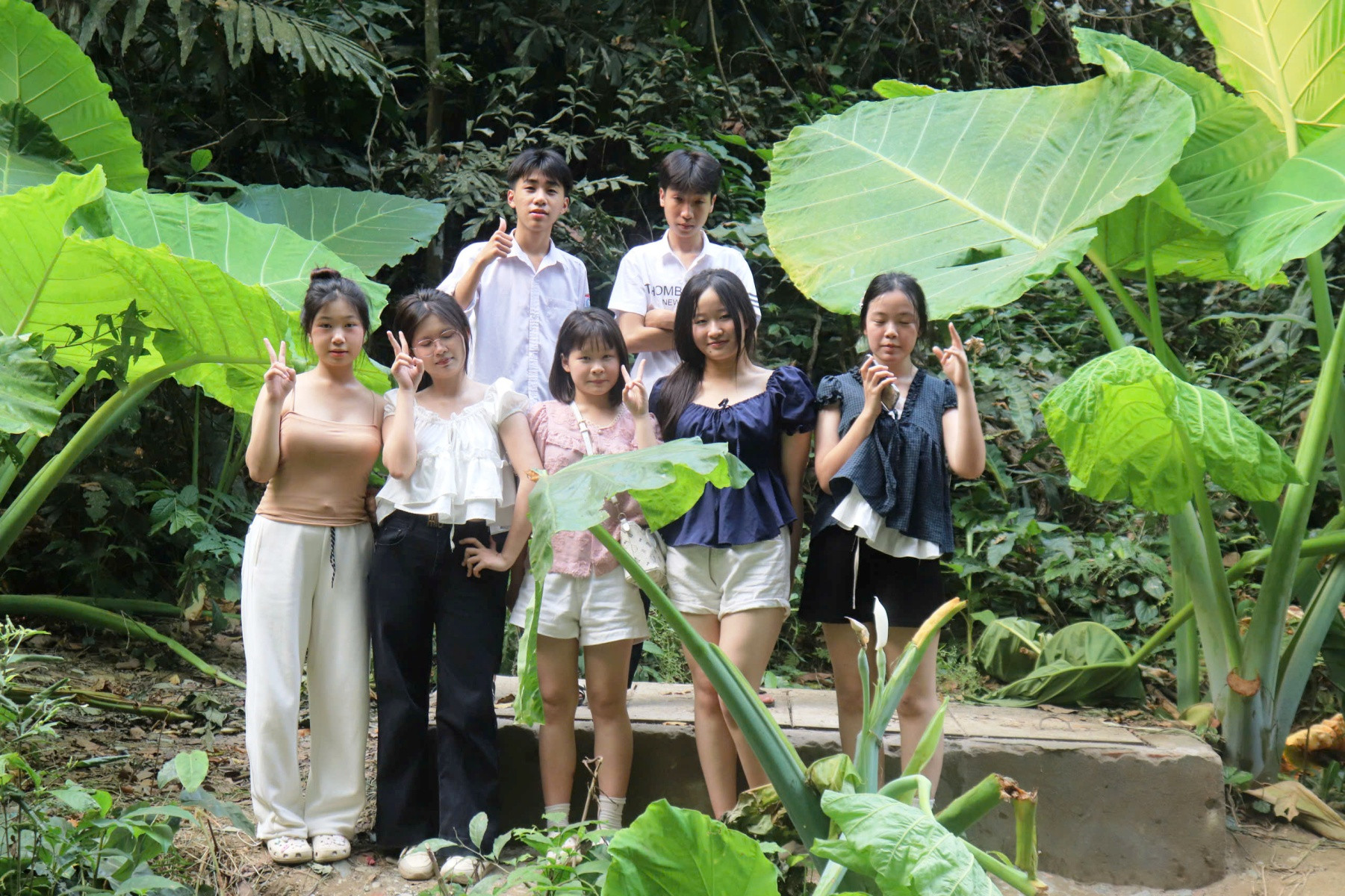 Cây ráy thu hút giới trẻ đến chụp ảnh. Ảnh: Trần Nghị