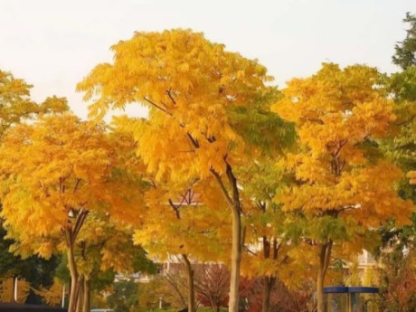 Người xưa dặn: Trong sân trồng 4 cây xua đuổi tà ma, gia đình tích lũy vận may, vàng bạc tự lăn vào cửa