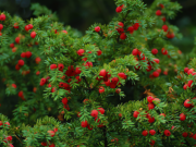 Nhà đẹp - 4 cây cảnh "thôi miên" mà người thông minh thích trồng trong phòng ngủ, tươi đẹp, khỏe mạnh còn ru ngủ rất tốt