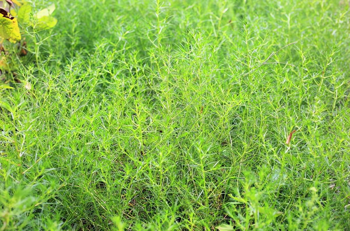 Loại rau này có thân thảo màu hồng nhạt
