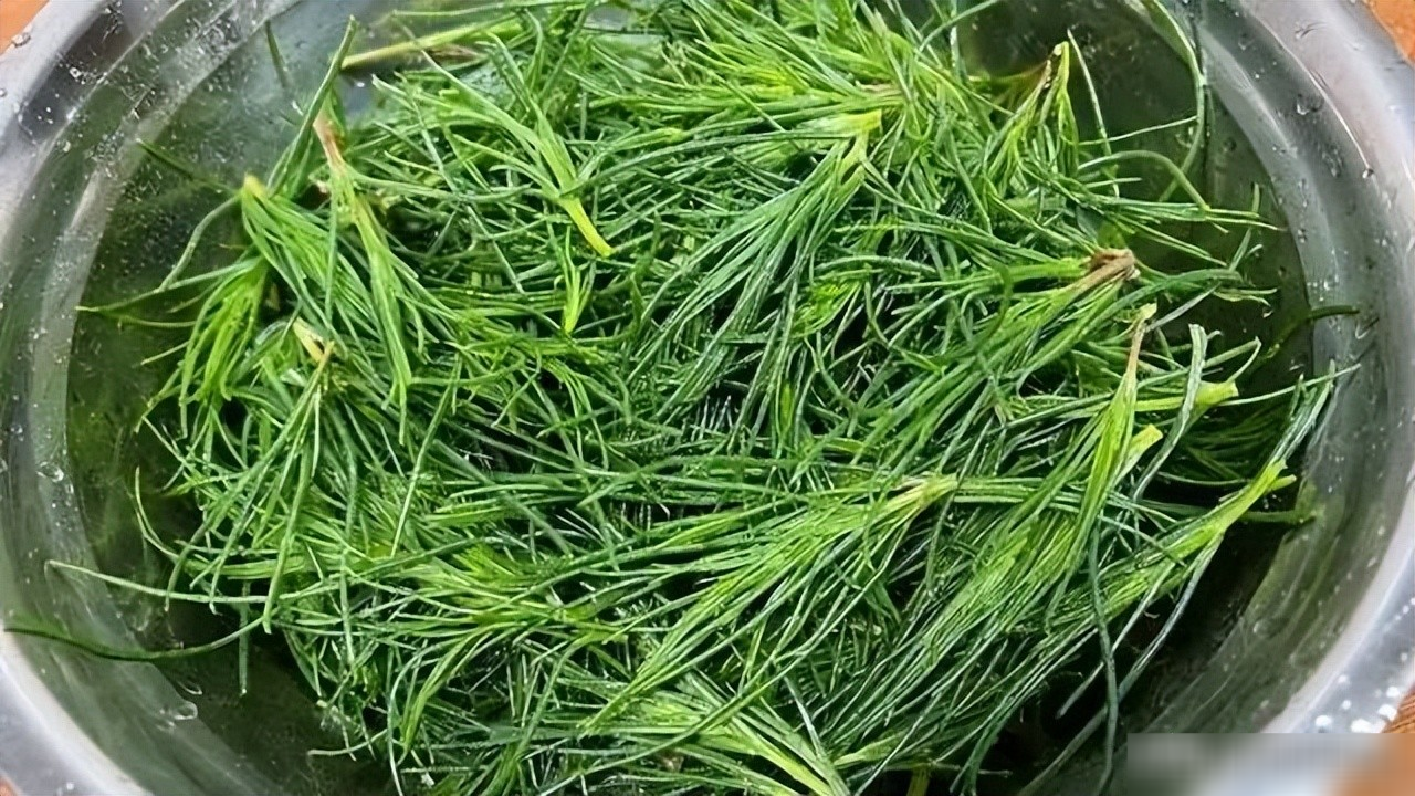 Loại rau dại vừa mặn vừa chua, mềm, ngon nếu chế biến theo cách này, hương vị mùa xuân tràn ngập - 6