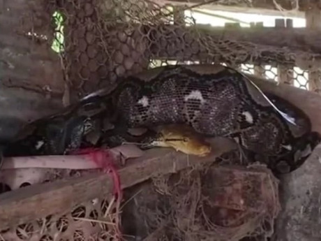 Video: Một con trăn dài 3 mét bất ngờ "đột nhập" chuồng gà nhà người dân rồi nuốt chửng con gà khiến chủ nhà phát hoảng