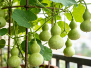 Nhà đẹp - Người xưa dặn: Trồng cây phúc lộc trong sân, hút của, chiêu may, người già trường thọ, người trẻ phát tài