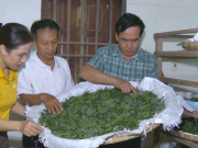 Clip Eva - Nghề trồng dâu, nuôi tằm tưởng vừa vất vả vừa khó làm giàu, thế mà dân xã này ở Hà Tĩnh lại đang khá lên trông thấy