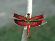 Eva tám - Khung giờ sinh tiết lộ mẫu phụ nữ khéo ăn khéo nói, đi đến đâu cũng tạo thiện cảm