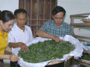 Nghề trồng dâu, nuôi tằm tưởng vừa vất vả vừa khó làm giàu, thế mà dân xã này ở Hà Tĩnh lại đang khá lên trông thấy