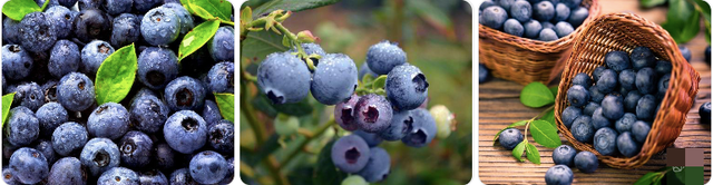 5 thực phẩm tốt cho n&atilde;o bộ: Hạt &oacute;c ch&oacute; chỉ xếp thứ 5, vị tr&iacute; số 1 khiến nhiều người bất ngờ - 3