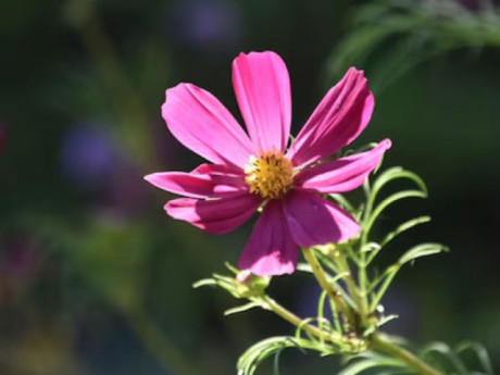 Ngày sinh Âm lịch của người có vận số cực tốt, càng về già càng phát tài