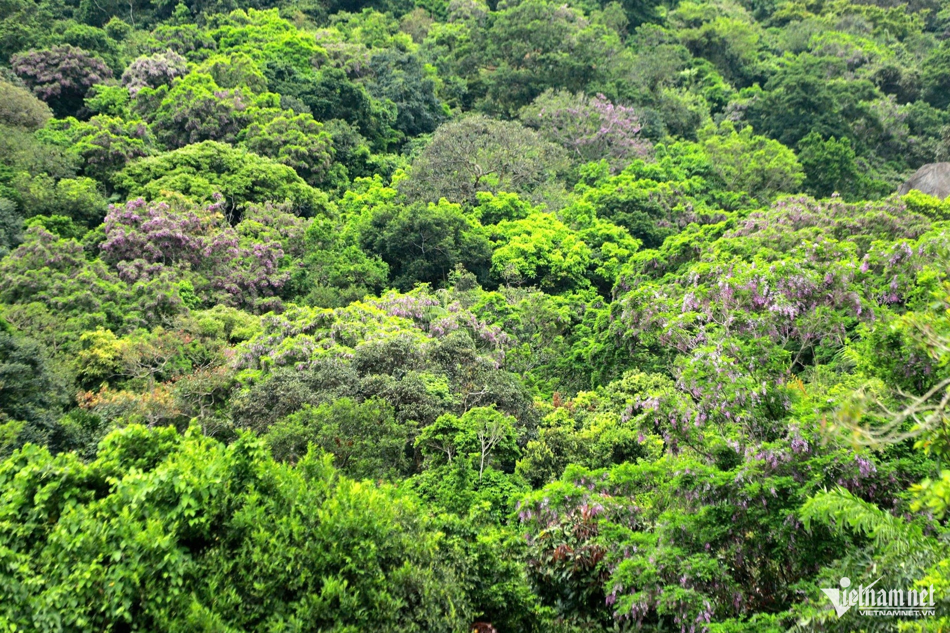 Sắc tím hoa thàn mát phủ kín bán đảo Sơn Trà, hút khách check-in - 1