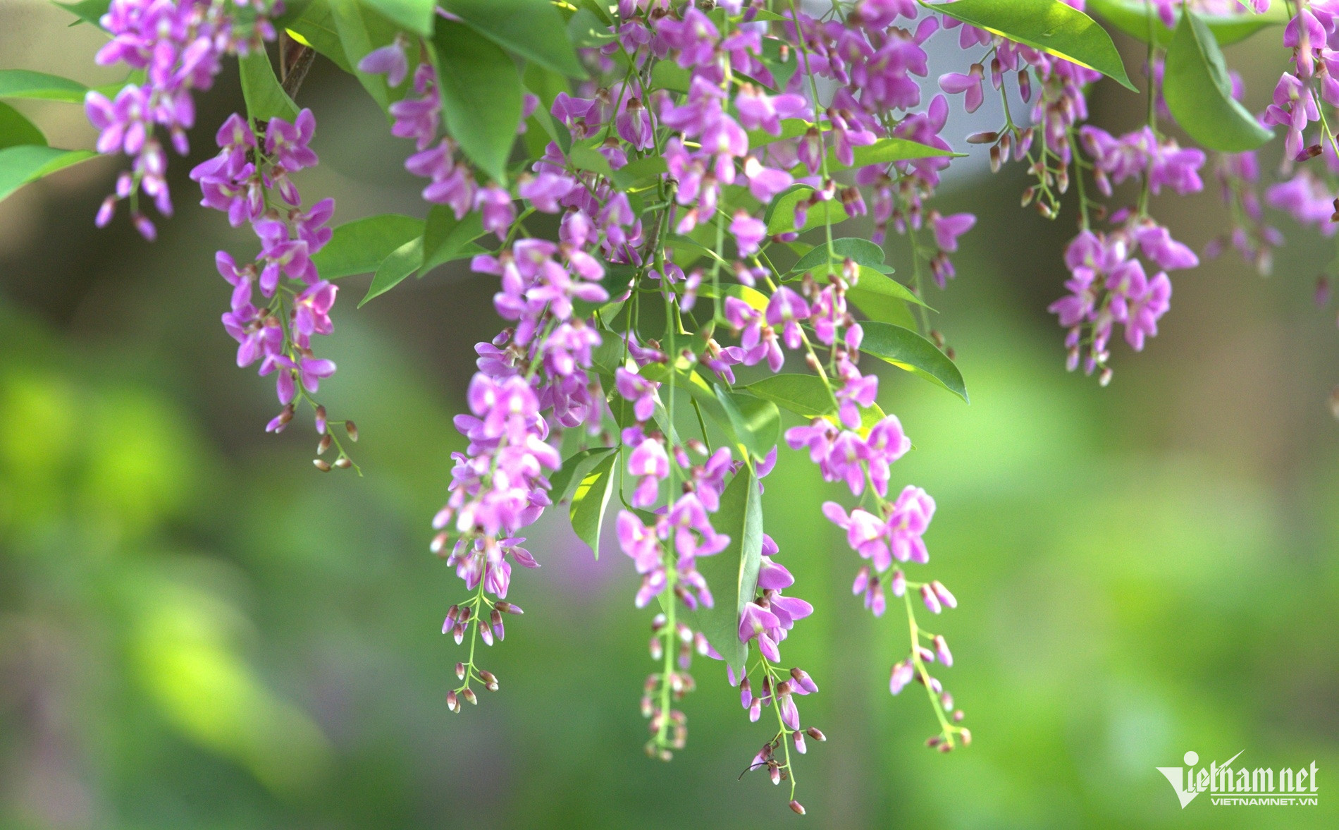 Theo nhiều người dân địa phương, hoa thàn mát thường nở rộ từ tháng 4 đến tháng 5 hằng năm. Đây cũng là thời điểm đẹp nhất để khám phá Sơn Trà, khi tiết trời khô ráo, thuận lợi cho các hoạt động trekking, ngắm cảnh và săn ảnh thiên nhiên